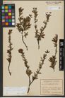 Foto von Salix waldsteiniana Willd.